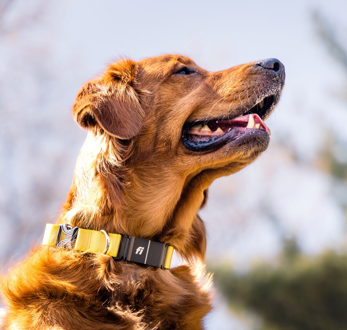 A dog wearing a Fi collar